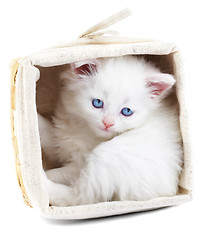 Image showing White kitten in a basket.