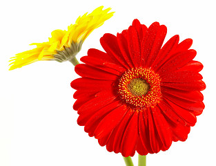 Image showing Red and yellow flower on a white background