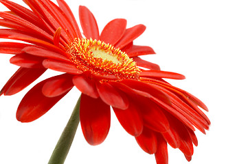 Image showing Red flower on a white background 