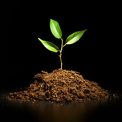 Image showing Young sprout on a black background