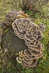 Image showing Fungi on deadwood