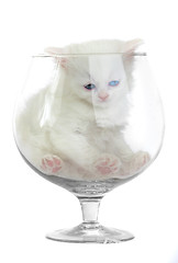 Image showing White kitten in a glass wine glass.