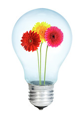 Image showing Electrobulb with a bunch of gerberas