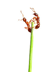 Image showing Ants 