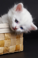 Image showing White kitten in a basket.