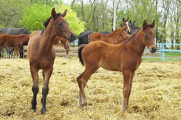 Image showing Foals