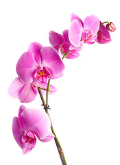 Image showing  pink orchid