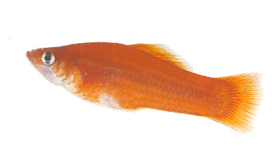 Image showing Gold small fish  on a white background.