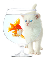 Image showing kitten and fish