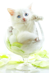 Image showing White kitten with blue eyes.