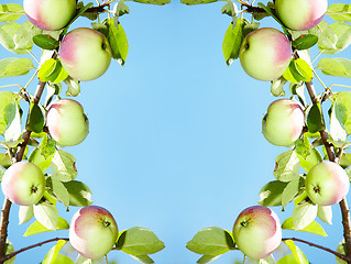 Image showing apples - frame 