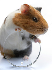 Image showing guinea-pig 