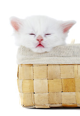 Image showing White kitten