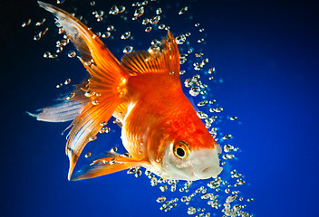 Image showing goldfish