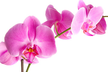 Image showing pink orchid