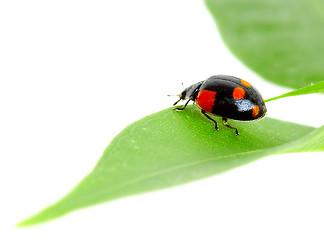 Image showing The small bug on a leaf of a plant.