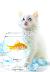 Image showing kitten and fish