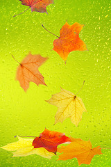 Image showing Maple leaves