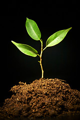 Image showing Young sprout on a black background