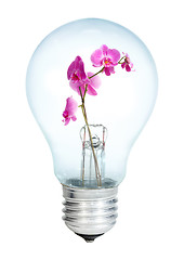 Image showing Electrobulb with a bunch of orchid