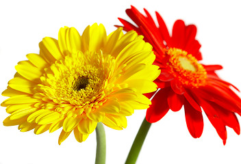 Image showing Red and yellow flower on a white background 