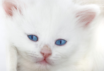 Image showing White kitten in a basket.