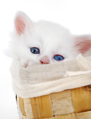 Image showing White kitten in a basket.