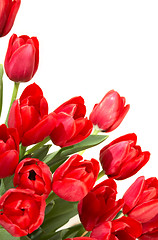 Image showing tulips