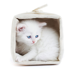 Image showing White kitten in a basket.