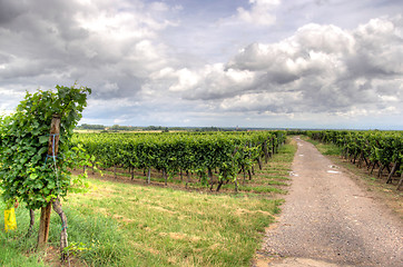 Image showing Alsace landscape and vinewyard