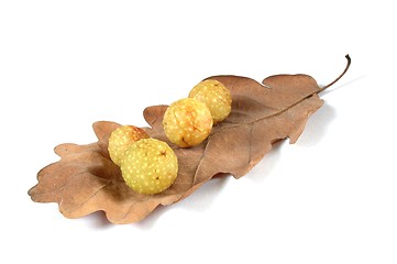 Image showing Cherry Galls