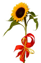 Image showing Sunflower