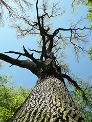 Image showing Oak Tree