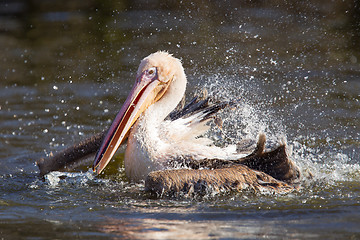 Image showing Pelican taking a refreshing