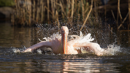 Image showing Pelican taking a refreshing