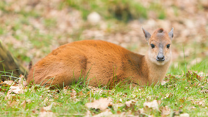 Image showing Natal red duiker (Cephalophus natalensis)