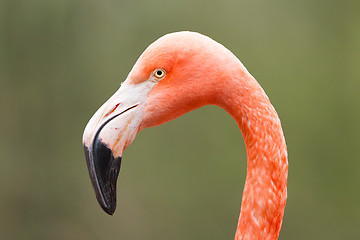 Image showing Closeup shot of pink flamingo