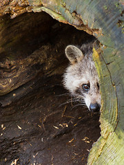 Image showing Adult raccoon at his nest