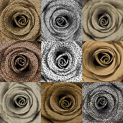 Image showing Compilation of roses with animal skin print