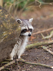 Image showing Adult raccoon at his nest