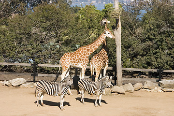 Image showing Giraffes and Zebras