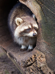 Image showing Adult raccoon at his nest