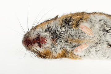 Image showing Dead mouse isolated