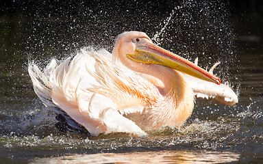 Image showing Pelican taking a refreshing