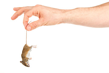 Image showing Hand holding a dead mouse, isolated