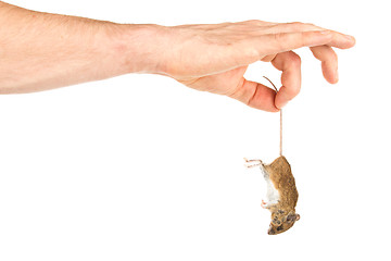 Image showing Hand holding a dead mouse, isolated