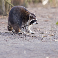 Image showing Adult raccoon at his nest