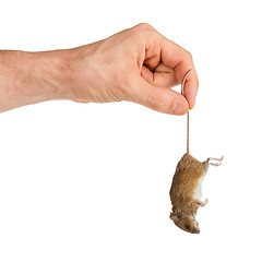 Image showing Hand holding a dead mouse, isolated