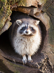 Image showing Adult raccoon at his nest