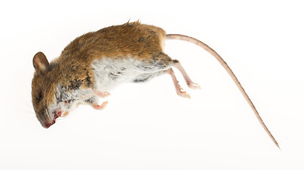 Image showing Dead mouse isolated